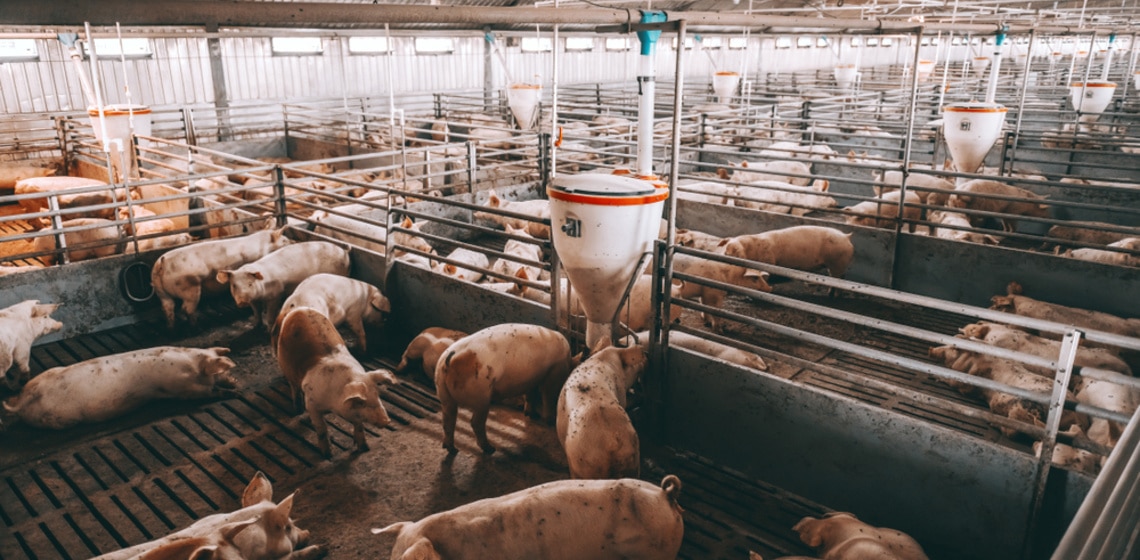 Schweinezucht mit dutzenden Tieren