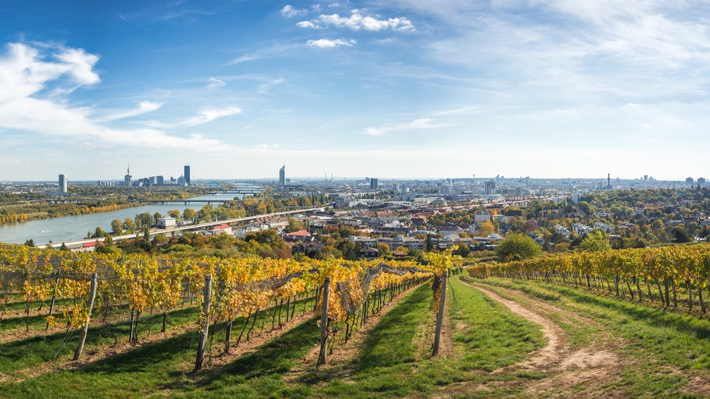 weingärten kahlenberg wien