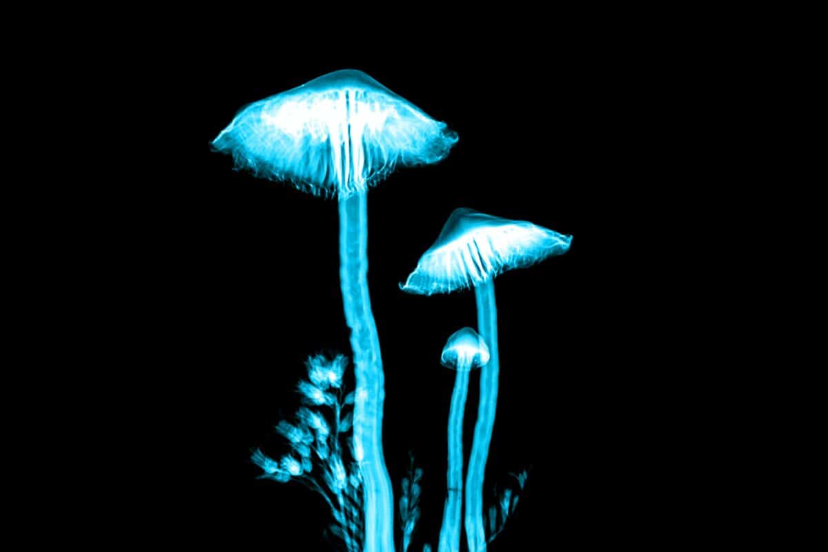 mathew schwartz RWrbY8j9GPo unsplash Magic Mushrooms scaled