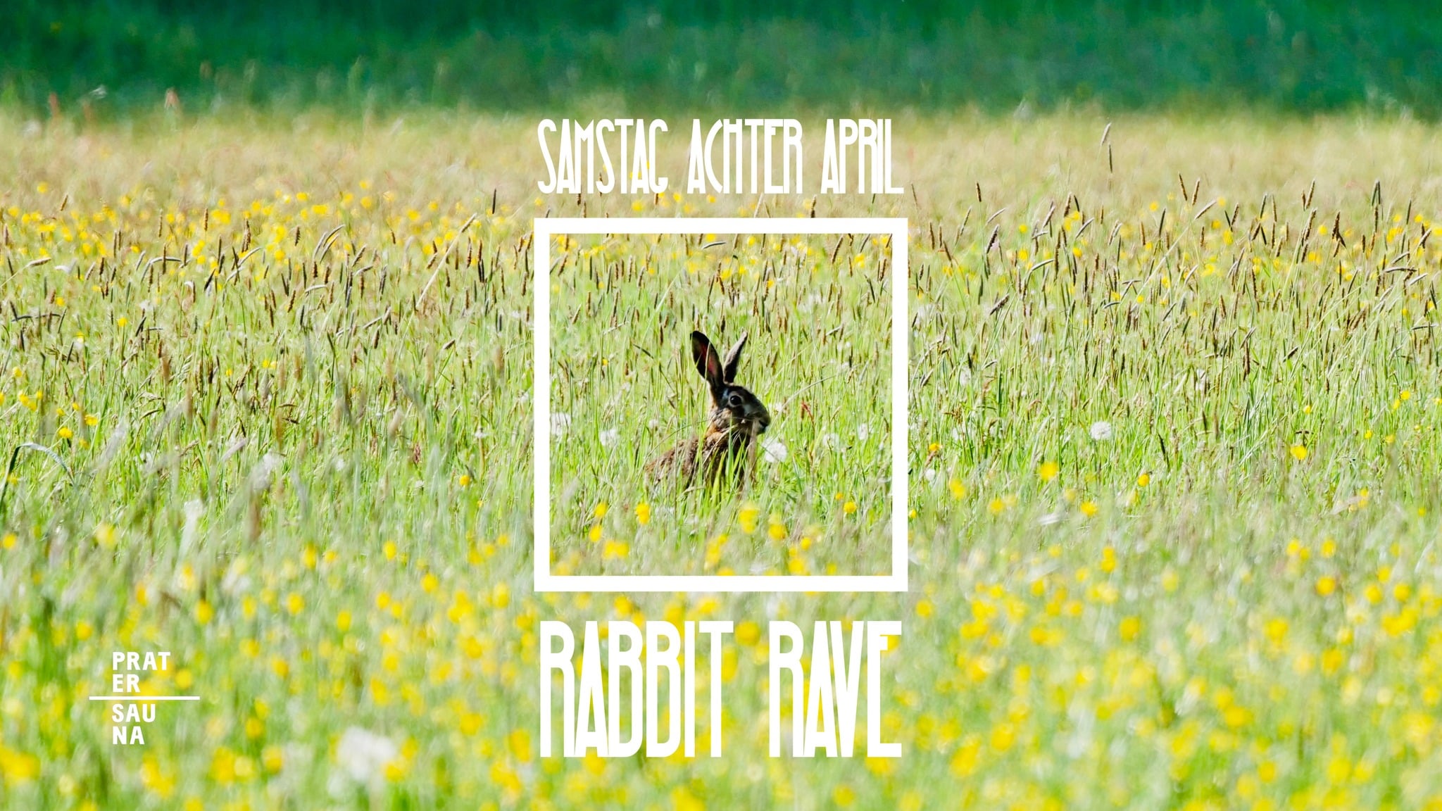 Events Wien: Rabbit Rave