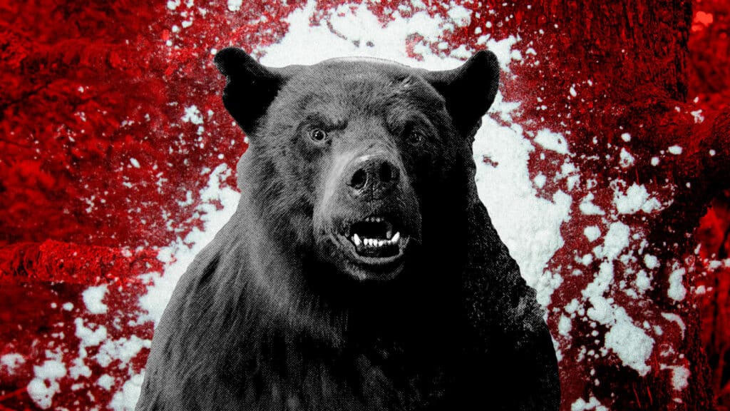 kino bär