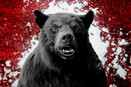kino bär