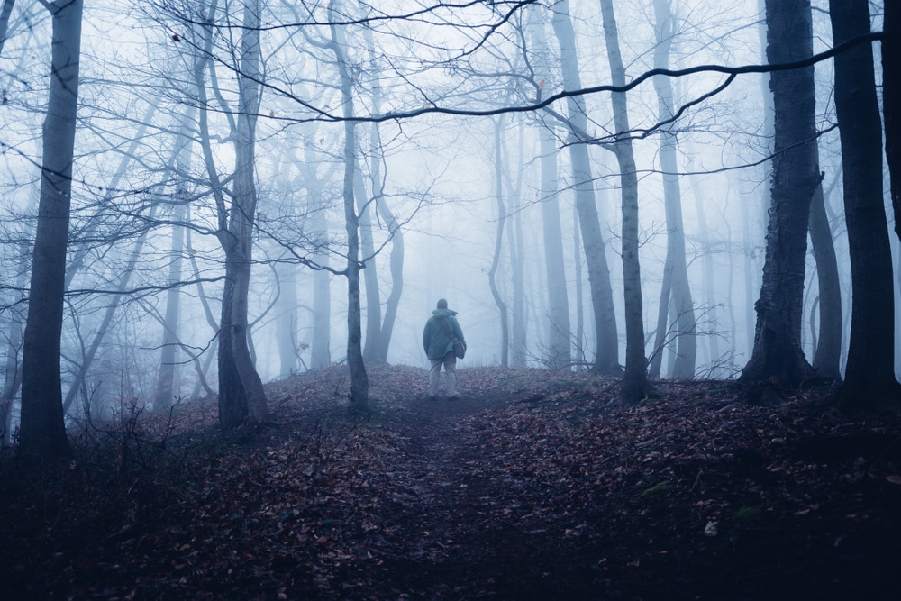 Mystical,Dark,Forest,Impression