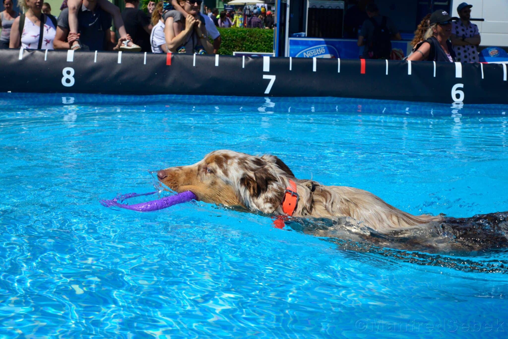 Events Wien: Hundetag Baden: Österreichs größtes Hunde-Open-Air lockt mit Show, Action und Erlebnis für die ganze Familie