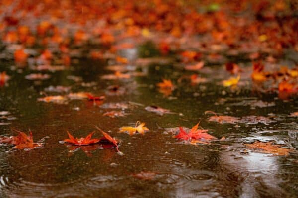 herbstwös